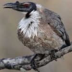 Sample of Noisy friarbird