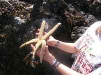 Sample 5 – King crab