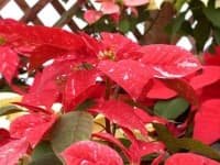 Sample 5 – Poinsettia