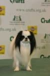 Sample 5 – Japanese spaniel