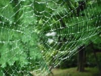 Sample 3 – Spider web