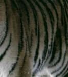 Sample 3 – Striped