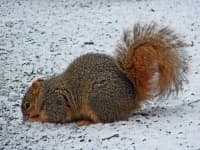 Sample 5 – Fox squirrel