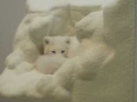 Sample 2 – Arctic fox