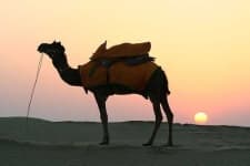 Sample 3 – Arabian camel