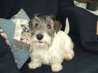 Sample 6 – Sealyham terrier