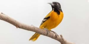 Sample 5 – Oriole