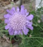 Sample 4 – Pincushion flower