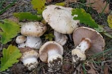 Sample 5 – Cortinarius