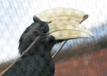 Sample 5 – Hornbill