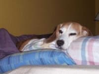Sample 3 – Beagle