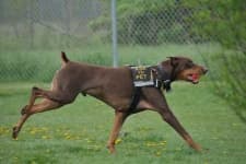 Sample 5 – Doberman