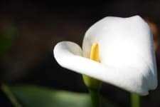 Sample 5 – Giant white arum lily