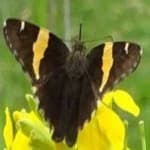Sample 23 – Banded butterfly