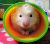 Sample 4 – Hamster
