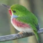 Sample 2 – Cuban tody