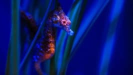 Sample 1 – Seahorse