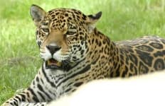 Sample 19 – Jaguar car