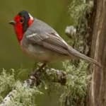 Sample of Red faced warbler