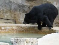 Sample 4 – American black bear