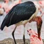 Sample 1 – Marabou stork