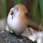 Sample 2 – Bearded reedling