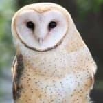 Sample 6 – Barn owl