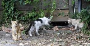 Sample 5 – Feral cats