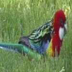 Sample 5 – Eastern rosella
