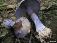 Sample 4 – Cortinarius