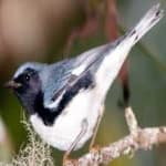 Sample 2 – Black throated warbler