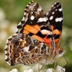 Sample 4 – Painted butterfly
