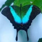 Sample 15 – Banded butterfly
