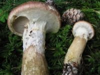 Sample 3 – Suillus