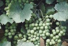 Sample 3 – Grapes