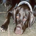 Sample 4 – Labrador