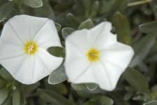 Sample 6 – Silverbush