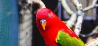 Sample 3 – Lory