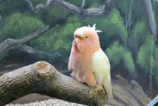 Sample 1 – Parrot