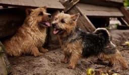 Sample 1 – Norwich terrier