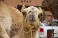 Sample 2 – Camel