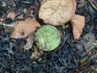 Sample 5 – Tennis ball