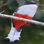 Sample 5 – Cuban trogon