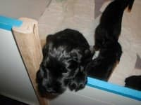 Sample 4 – Giant schnauzer