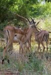 Sample 2 – Impala