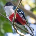Sample 4 – Cuban trogon