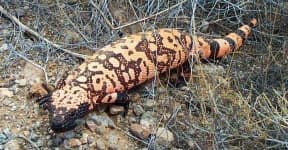 Sample 1 – Gila monster