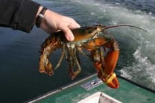 Sample 5 – American lobster