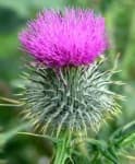 Sample 4 – Spear thistle