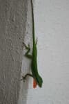 Sample 3 – Green lizard